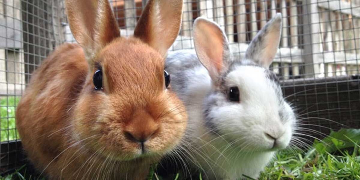 Feed My Rabbit What Should I Feed My Rabbit? | Complete Guide for New Owners