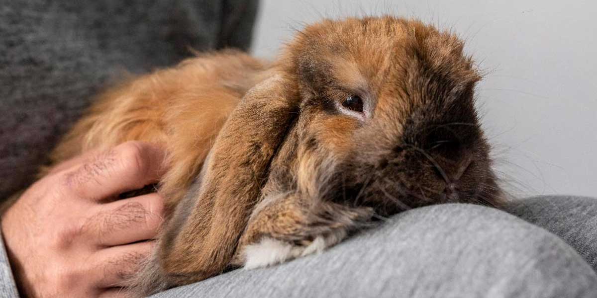 Feed My Rabbit What Should I Feed My Rabbit? | Complete Guide for New Owners