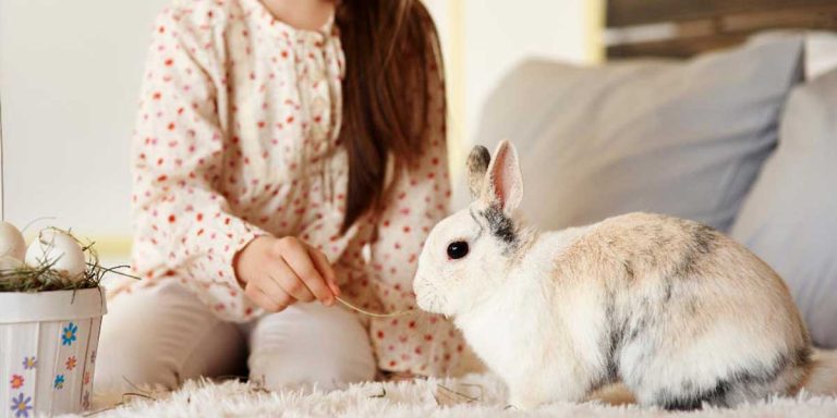 Feed My Rabbit What Should I Feed My Rabbit? | Complete Guide for New Owners